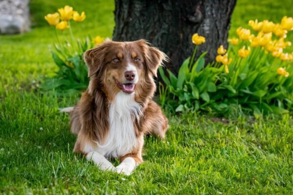 Innovative Tips for Garden Enthusiasts 