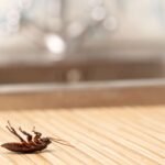 Roaches in Apartment Law