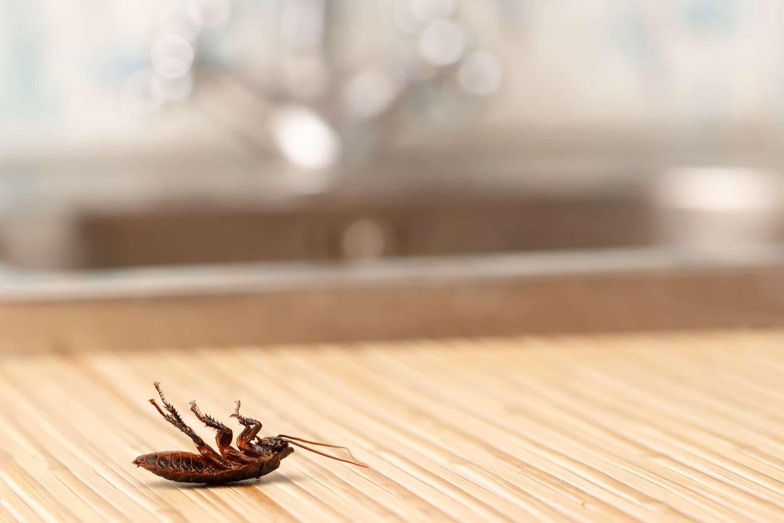 Roaches in Apartment Law