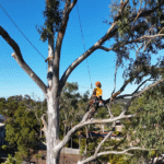Call NexGen Tree Services