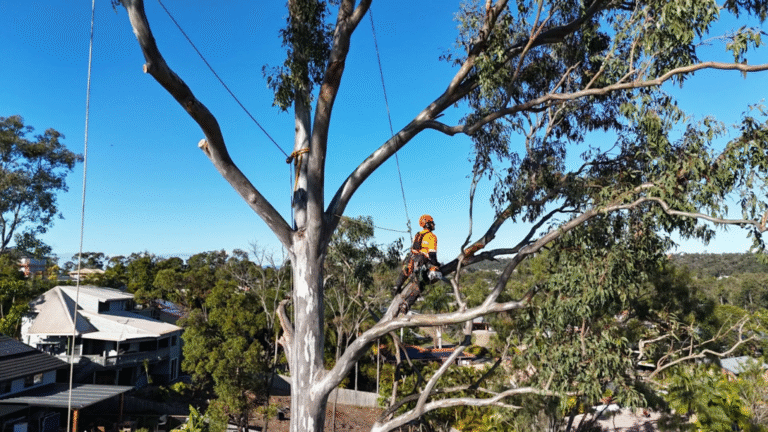 Call NexGen Tree Services